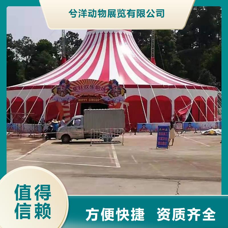 马戏团/羊驼羊驼出租诚实守信