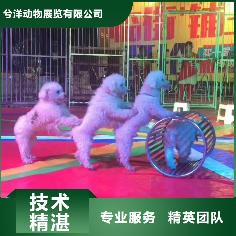 兮洋出租表演羊驼马戏团/羊驼 【海洋展租赁】专业公司39065.com