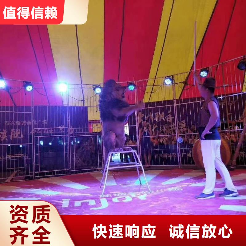 马戏团/羊驼-企鹅出租表演品质卓越