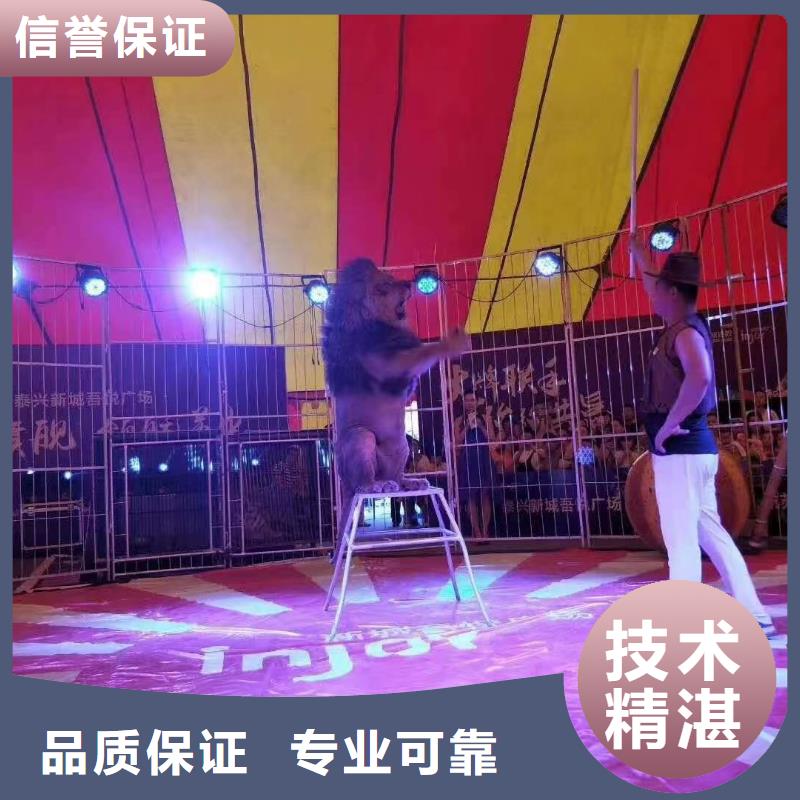 马戏团/羊驼草泥马羊驼租赁口碑商家