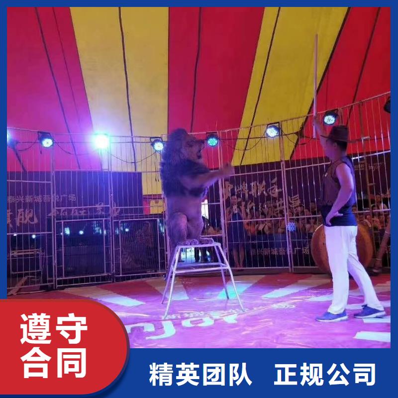 【马戏团/羊驼 出租表演海狮价格美丽】