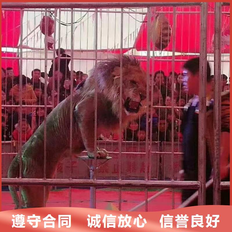 马戏团/羊驼-动物杂技表演精英团队