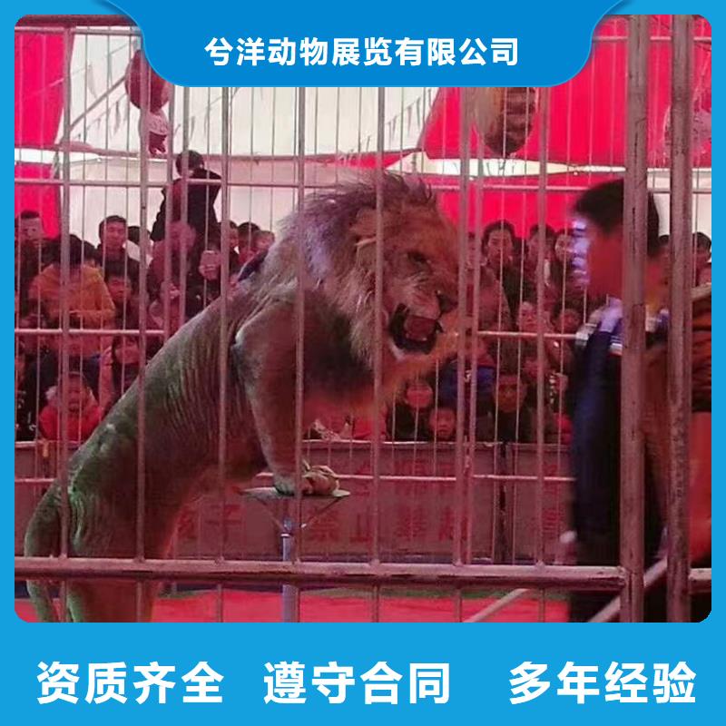【马戏团/羊驼】马戏团出租 好评度高