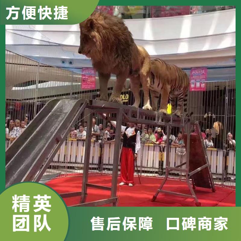 马戏团/羊驼 【马戏团表演出租租赁】一对一服务