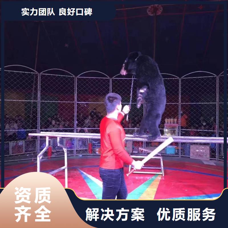 出租马戏团表演图片
