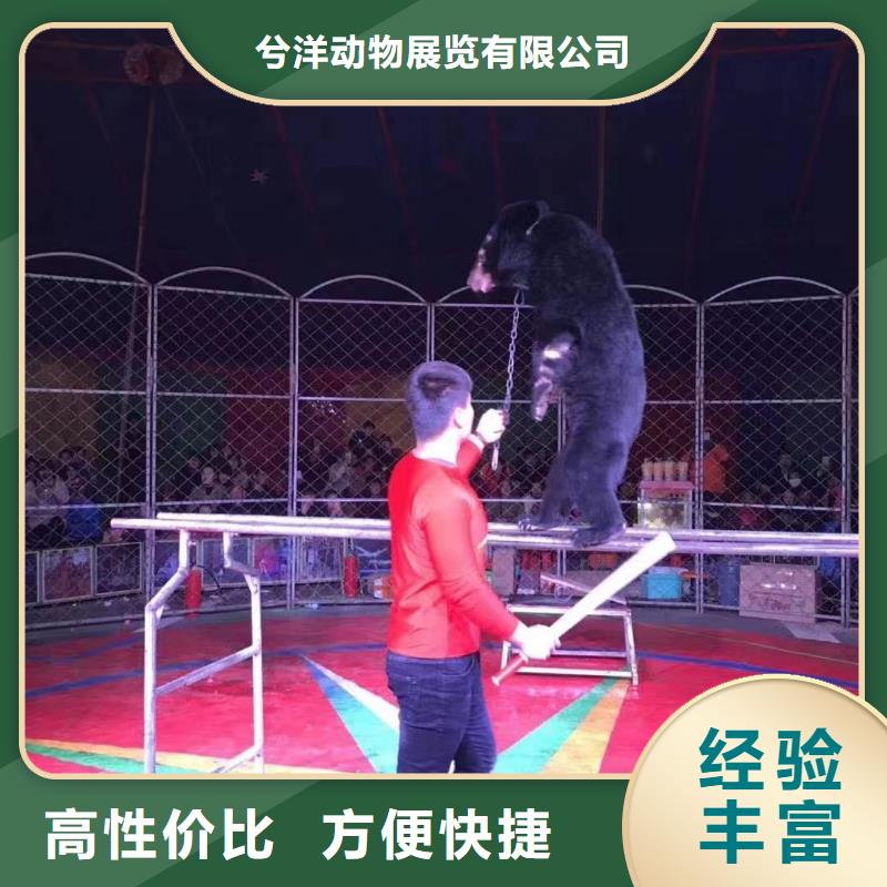 哪有出租羊驼的免费资源