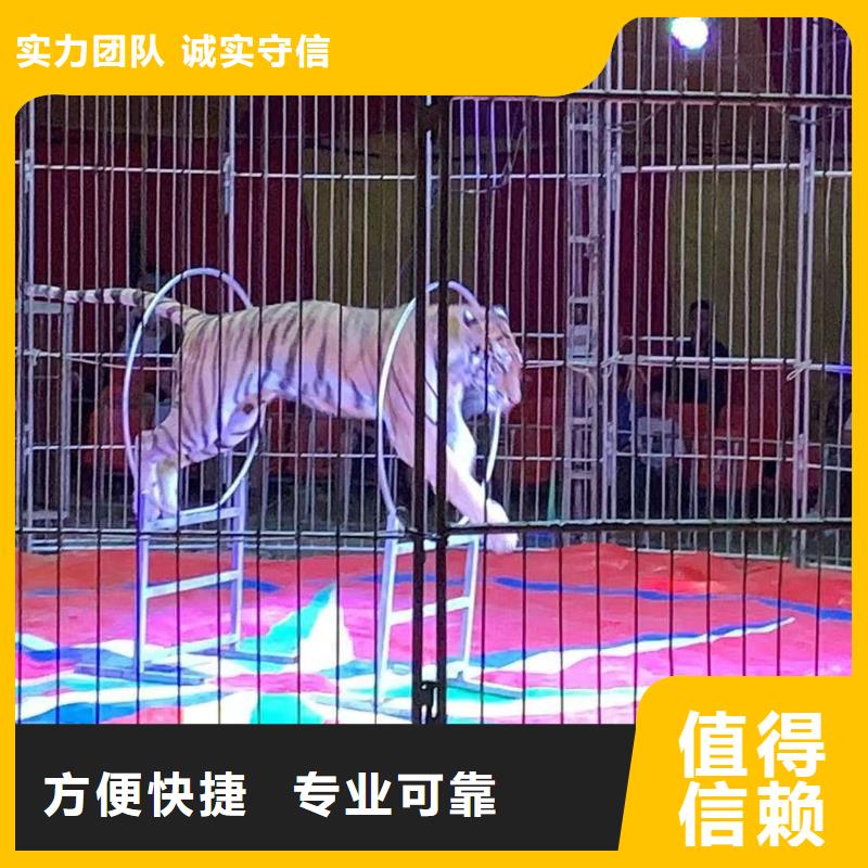 马戏团/羊驼【企鹅表演出租】技术可靠
