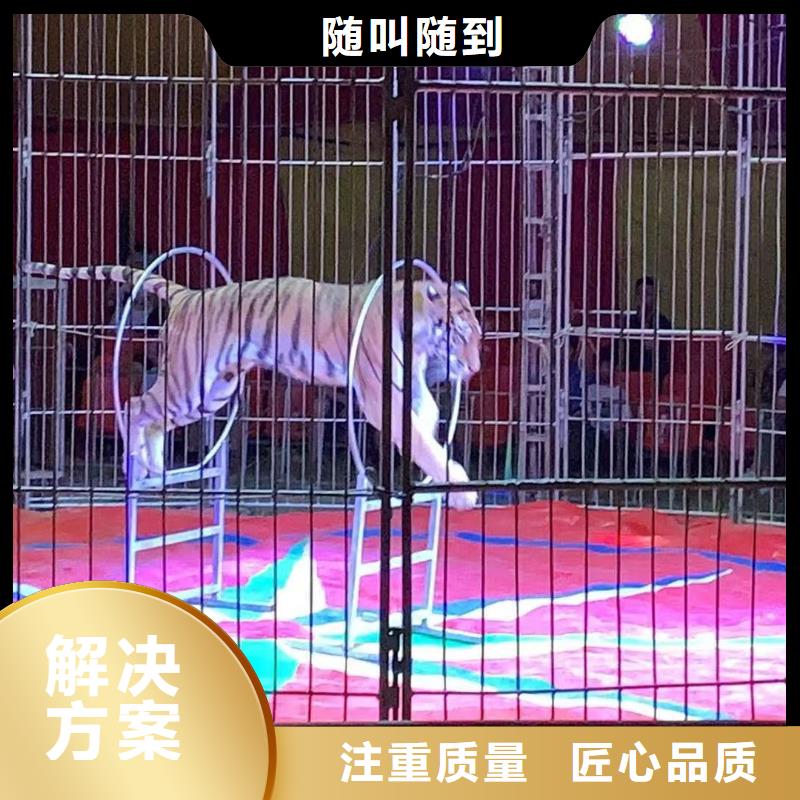 马戏团/羊驼海狮演出多年行业经验