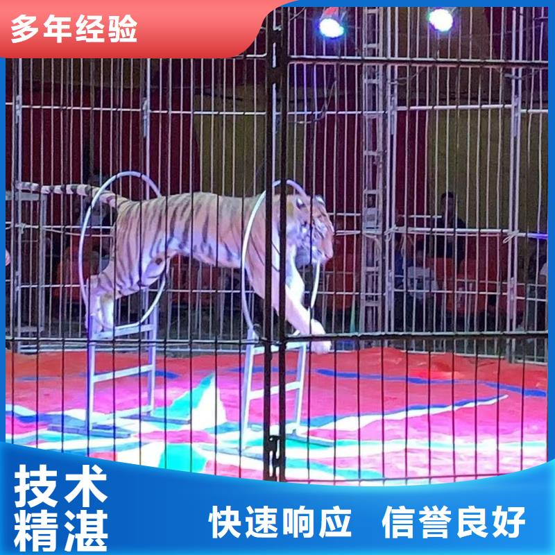 马戏团/羊驼-出租动物表演价格公道