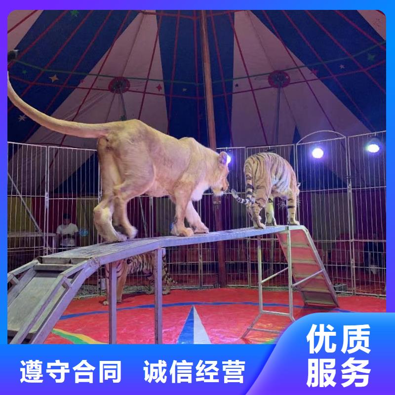 出租马戏团表演商场活动