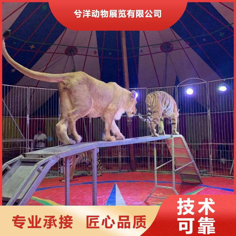 附近马戏团表演出租联系电话