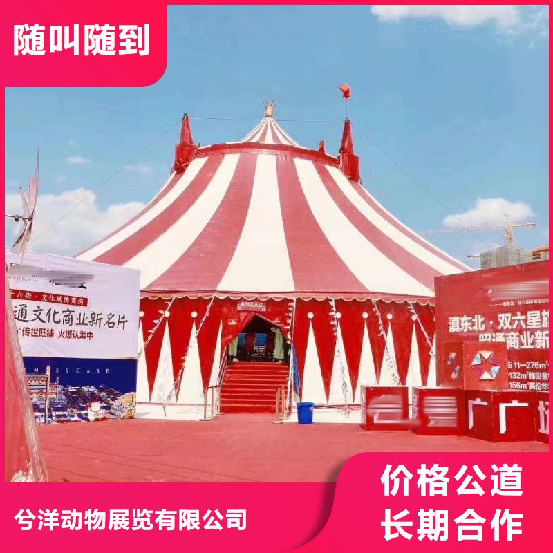 马戏团/羊驼-海狮表演出租品质服务