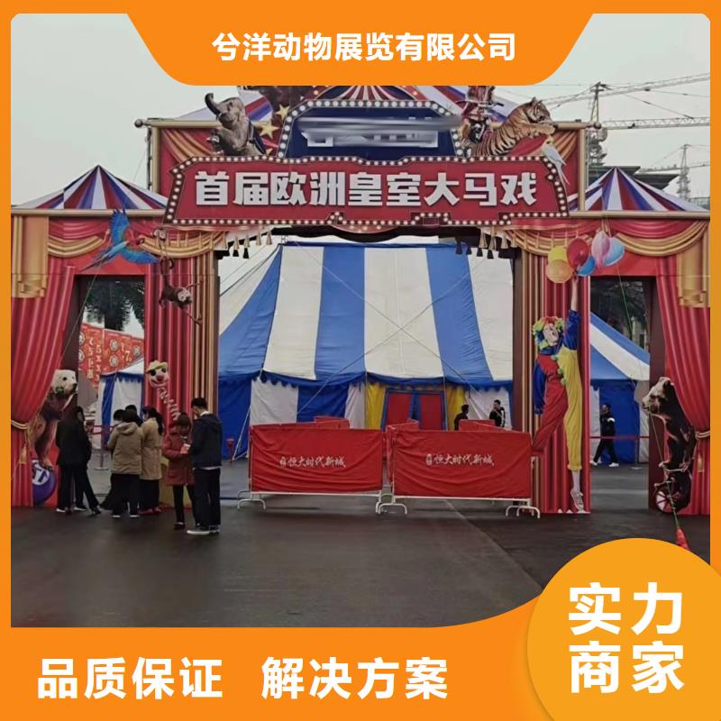 马戏团/羊驼-羊驼出租一对一服务