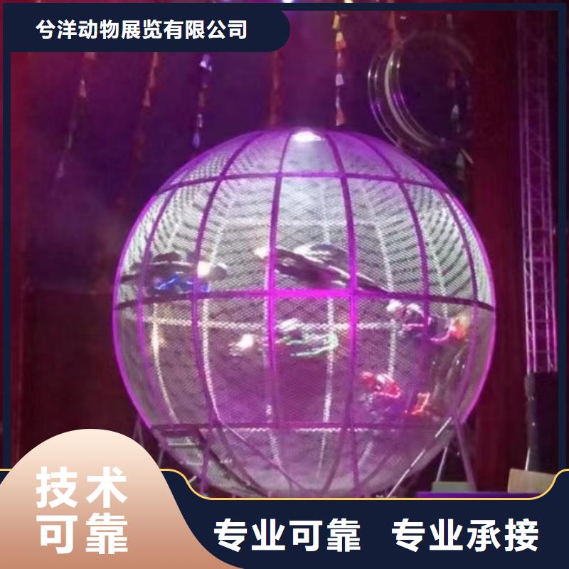 马戏团/羊驼 鹦鹉表演技术好
