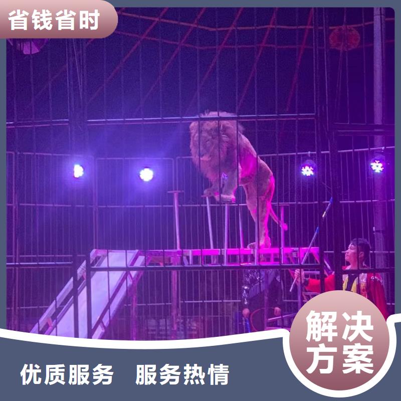 兮洋出租表演羊驼马戏团/羊驼【羊驼出租】技术比较好
