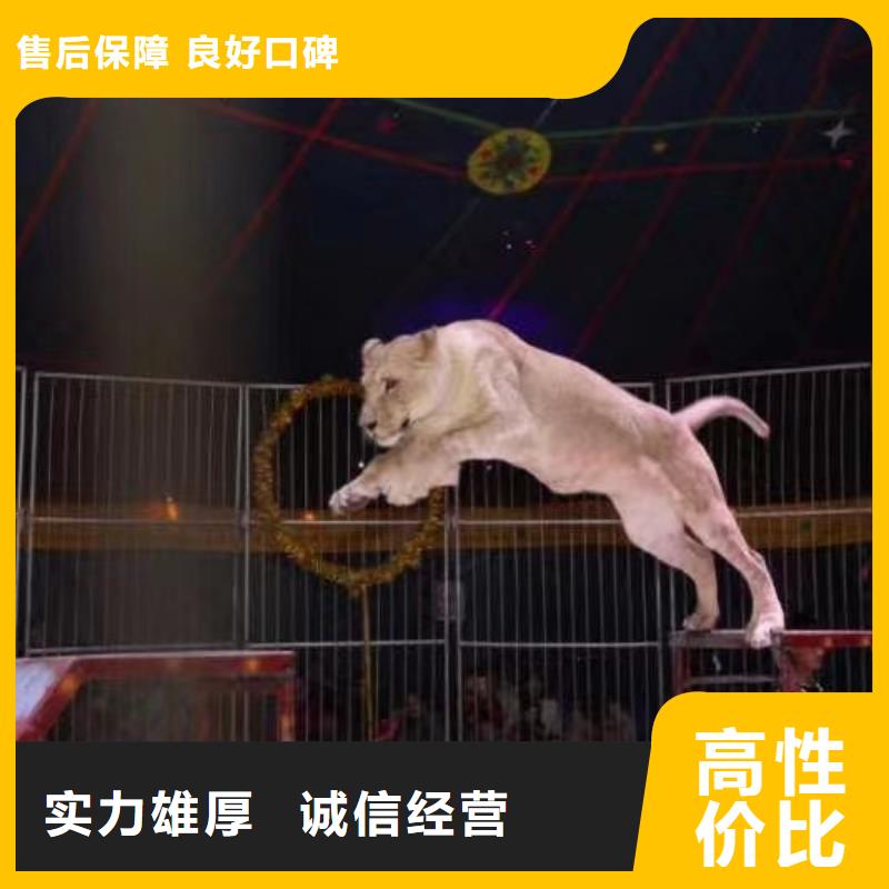 马戏团/羊驼【海狮租赁表演】品质好