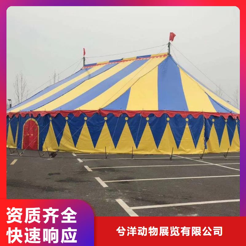 马戏团/羊驼马戏表演承接