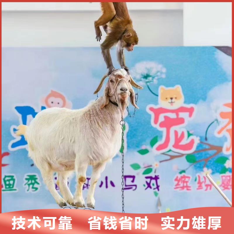 租赁羊驼免费策划