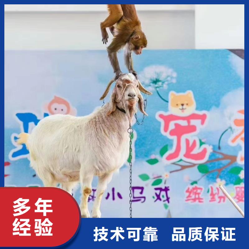 马戏团/羊驼美人鱼表演技术好