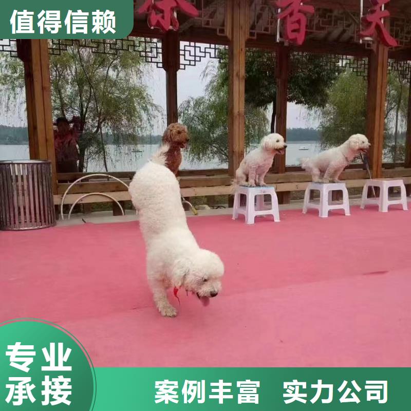 实力强有保证马戏团/羊驼_【美人鱼表演】快速