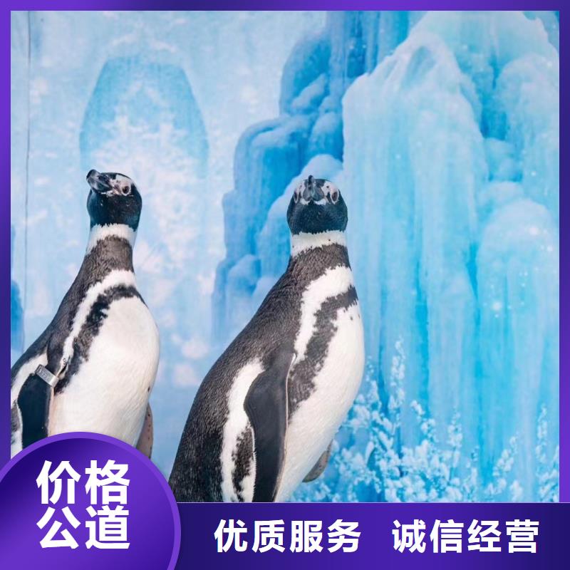 海洋主题动物表演 出租表演羊驼正规团队