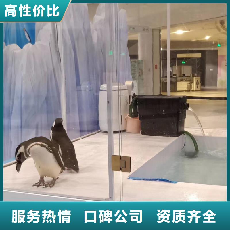 【海洋主题动物表演】 出租企鹅技术成熟