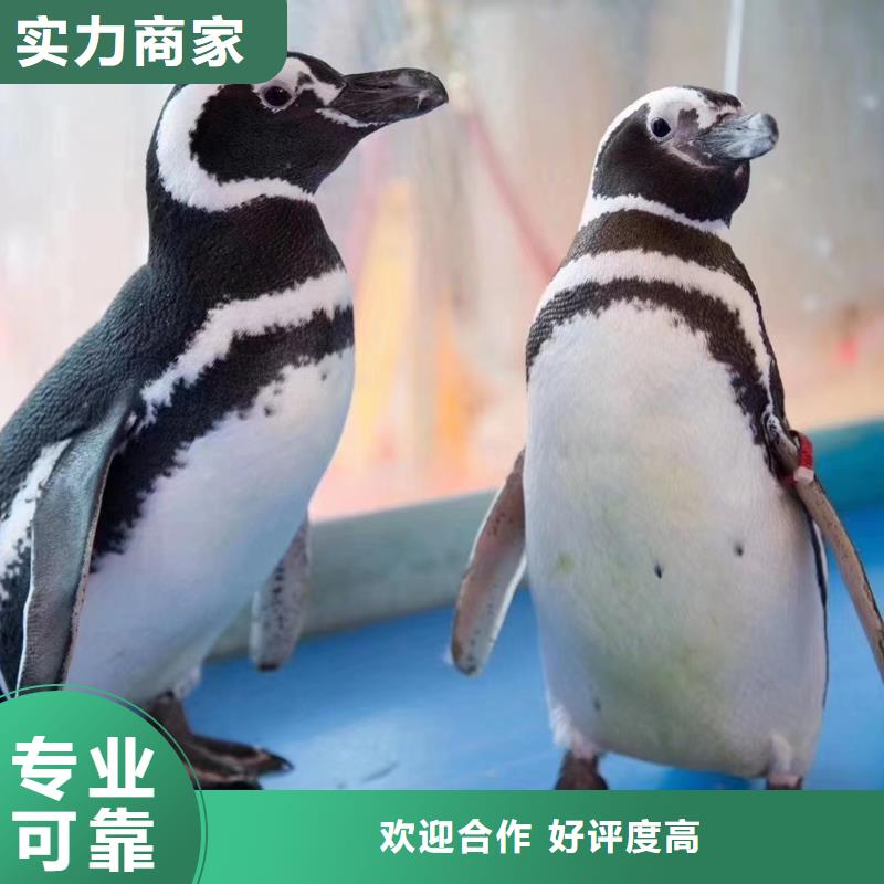 海洋主题动物表演海狮表演出租专业可靠