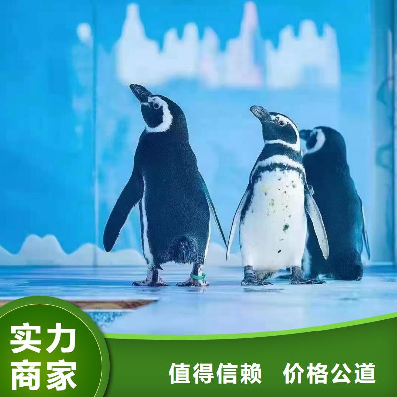 海洋主题动物表演租赁美人鱼表演放心之选