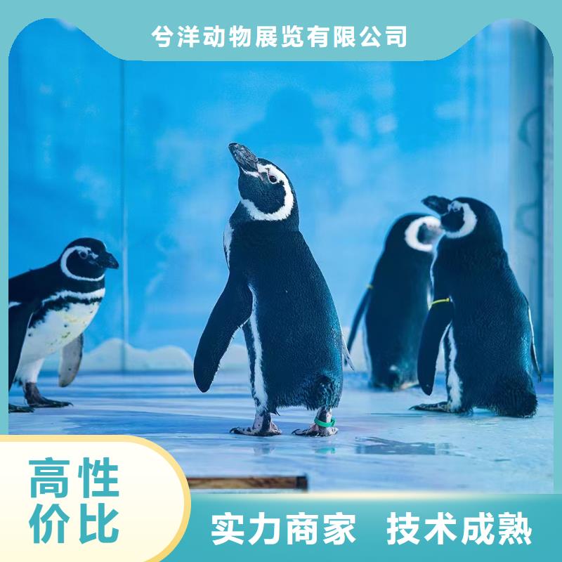 海洋主题动物表演_出租马戏表演欢迎合作