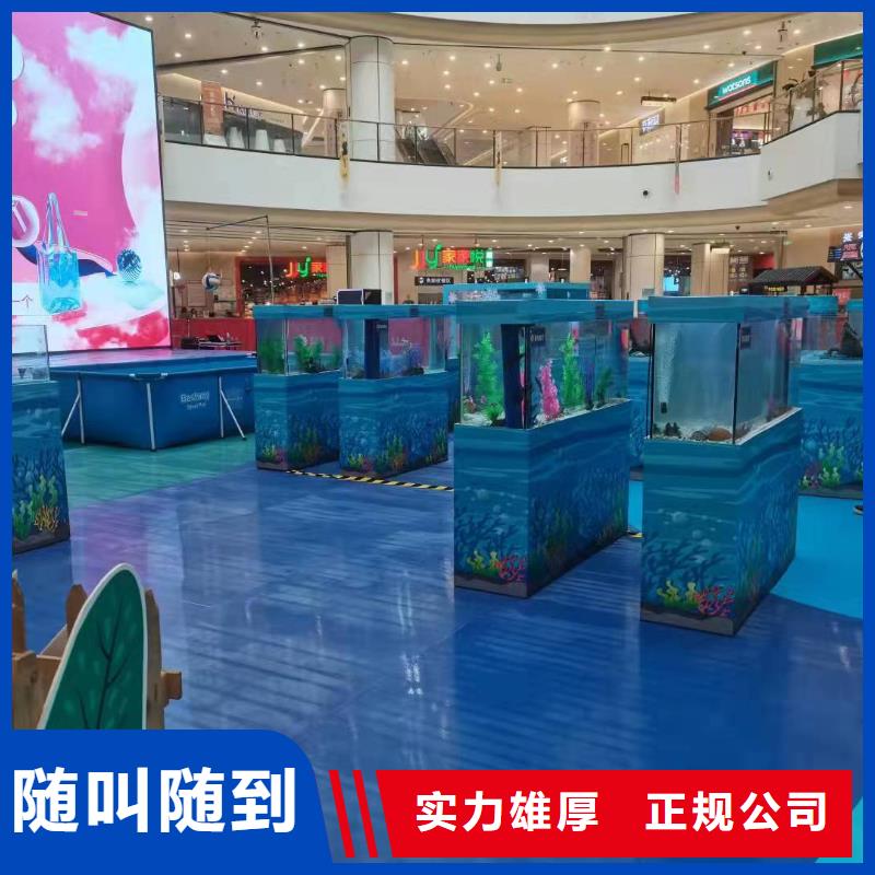 海洋主题动物表演 【表演羊驼租赁】质优价廉