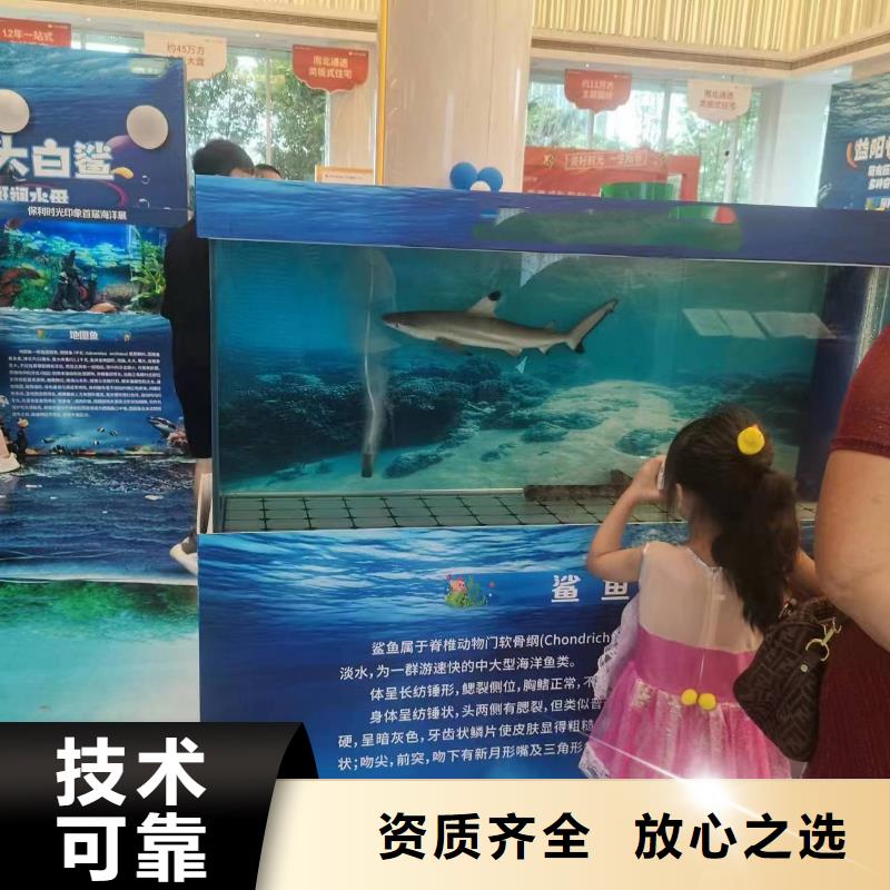 海洋主题动物表演海狮表演出租专业承接