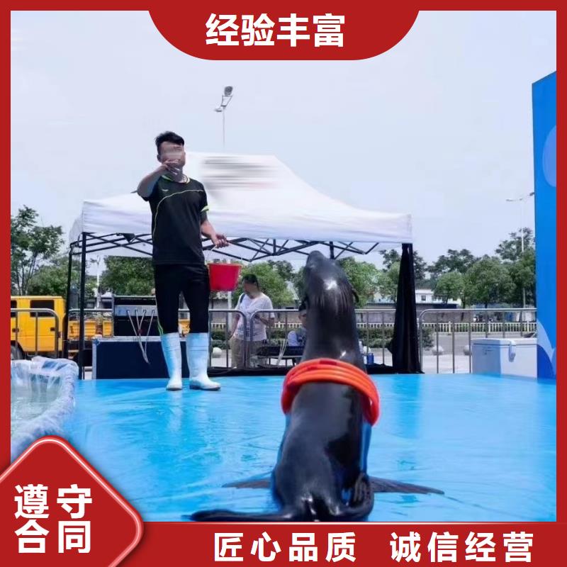 海洋主题动物表演 观赏性羊驼租赁随叫随到