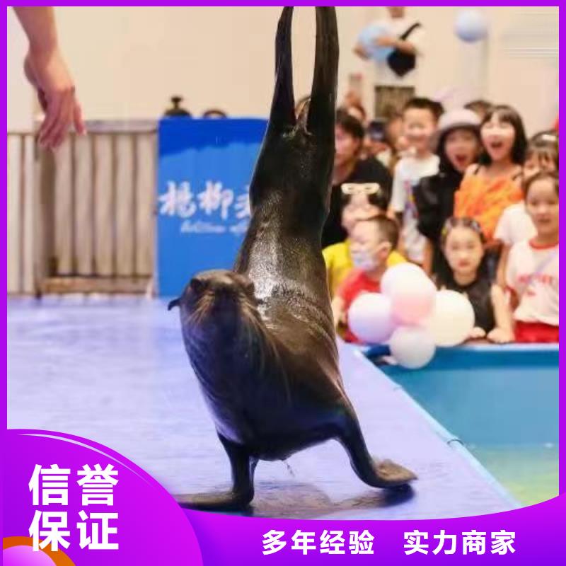 【海洋主题动物表演动物杂技表演租赁实力雄厚】