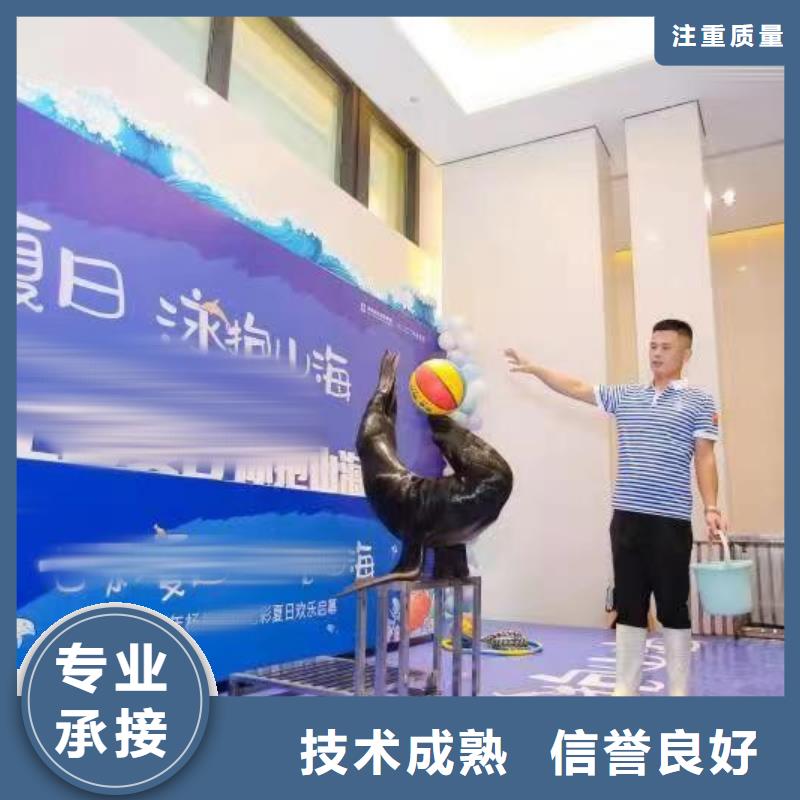 海洋主题动物表演,海狮表演出租团队