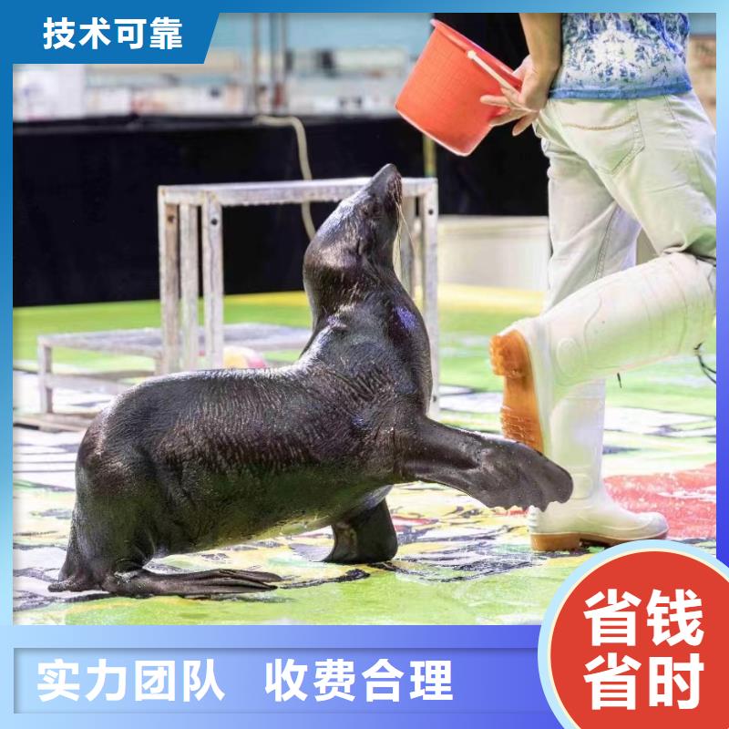 海洋主题动物表演杂耍演出快速响应