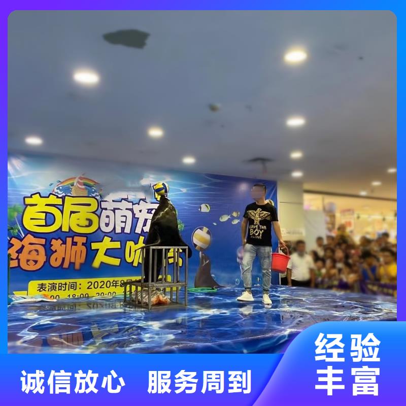 海洋主题动物表演,海狮表演出租团队