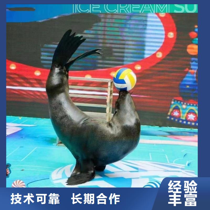 海洋主题动物表演-海狮演出高效