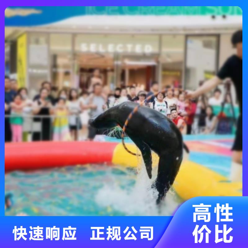 海洋主题动物表演海狮表演出租值得信赖