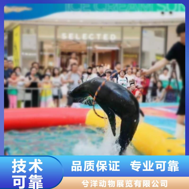 海洋主题动物表演-海狮演出高效