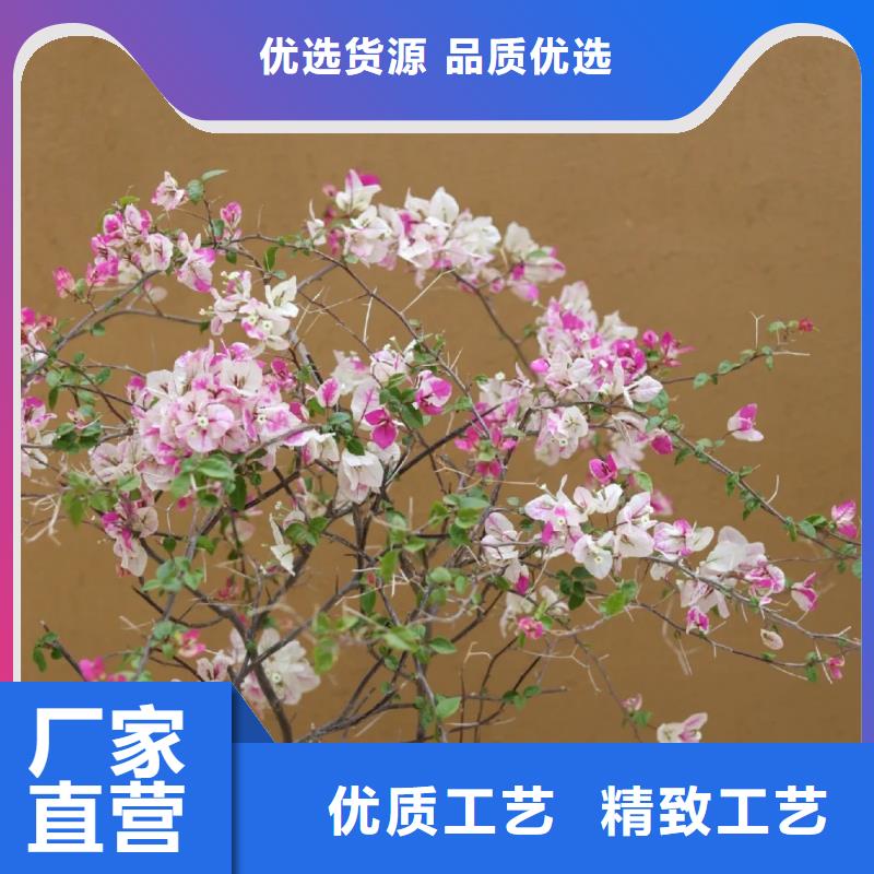 泥巴墙漆供应