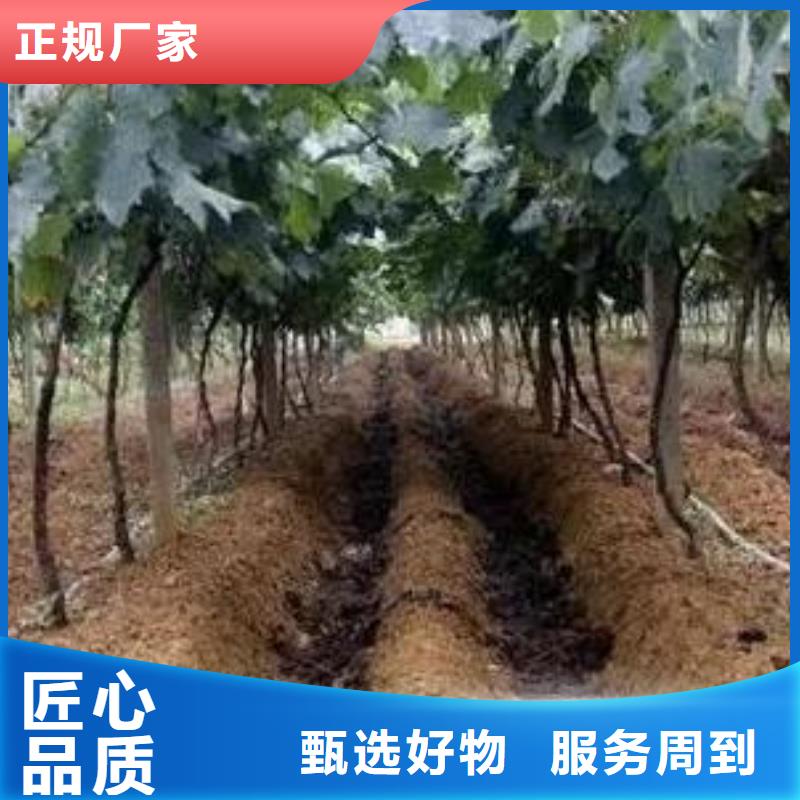 深圳梅林街道发酵鸡粪提升土壤肥力