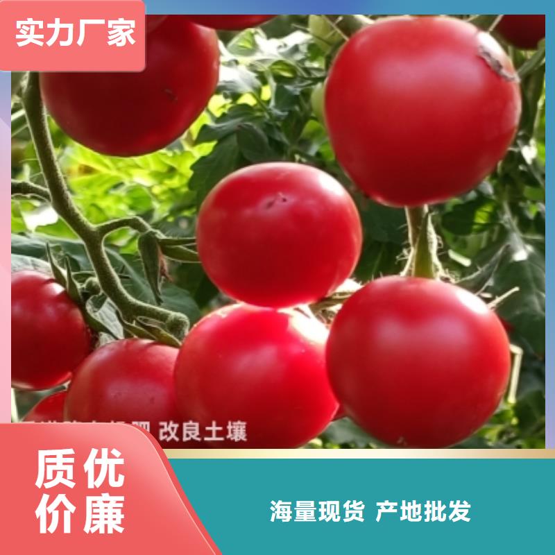 有机肥肥效长