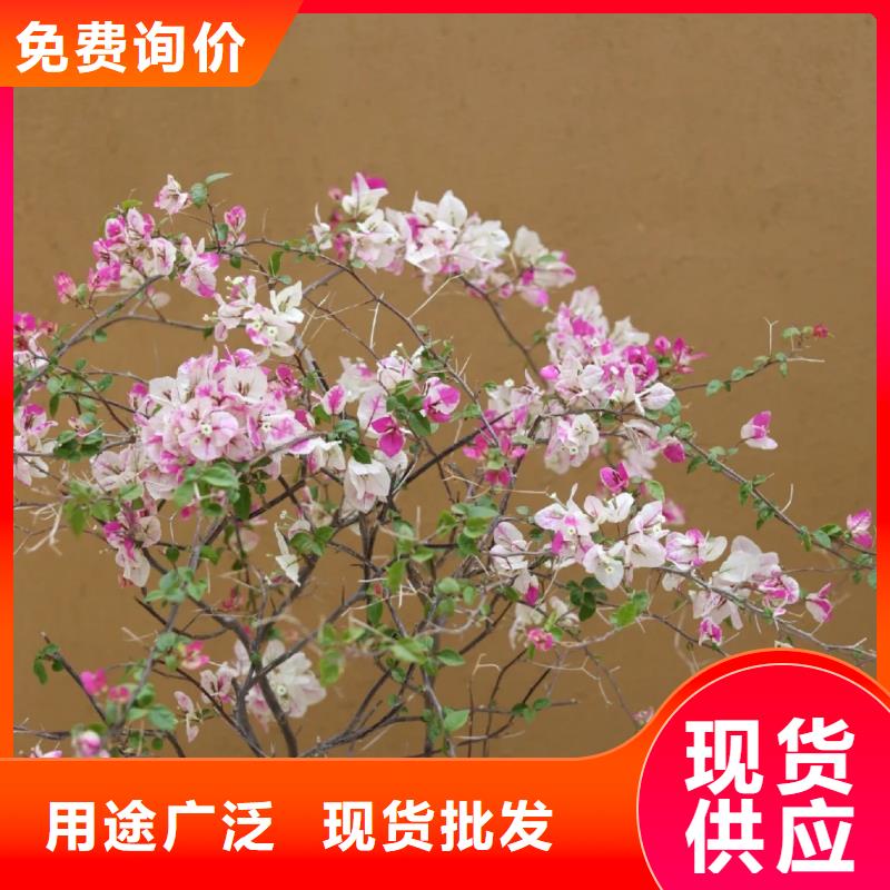 稻壳漆厂家批发，质优价廉，承接工程