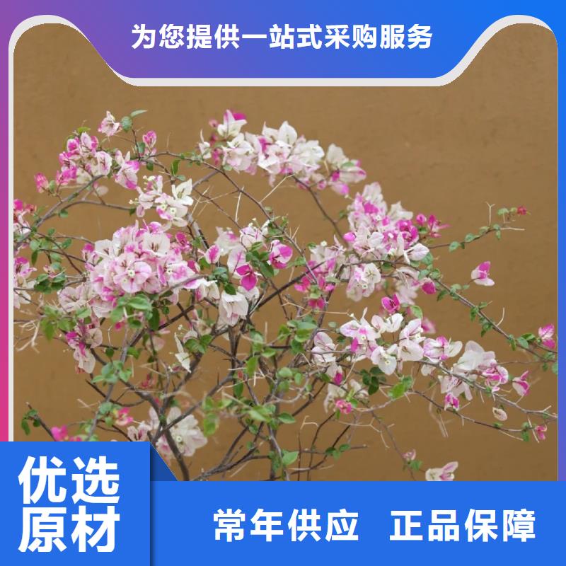 民宿改造稻草漆源头厂家，批发价，可施工