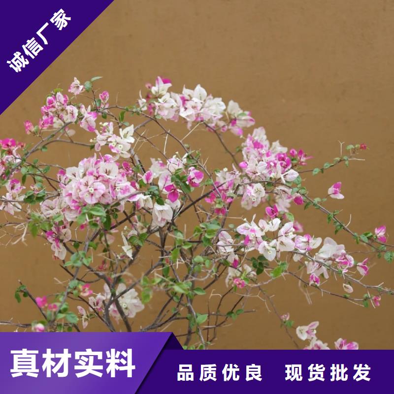 夯土艺术漆厂家批发，承接工程
