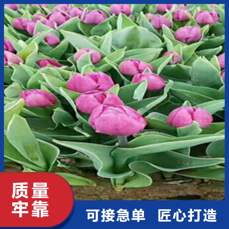 【时令草花】花海景观工程一站式服务