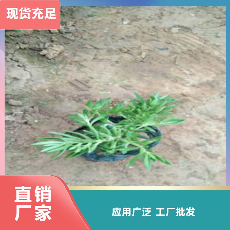 时令草花时令花卉/绿化草花价格厂家技术完善