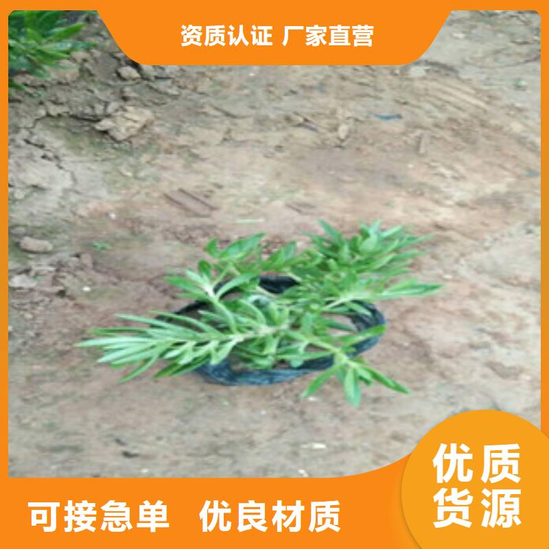 【时令草花时令花卉/绿化草花价格厂家】