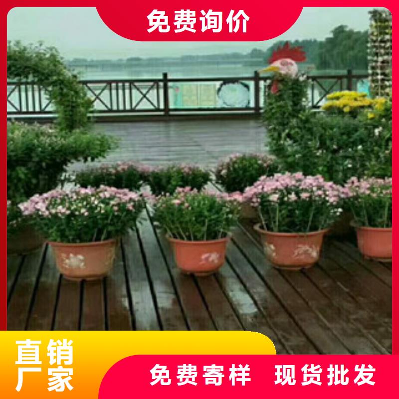 时令草花时令花卉/绿化草花价格销售的是诚信