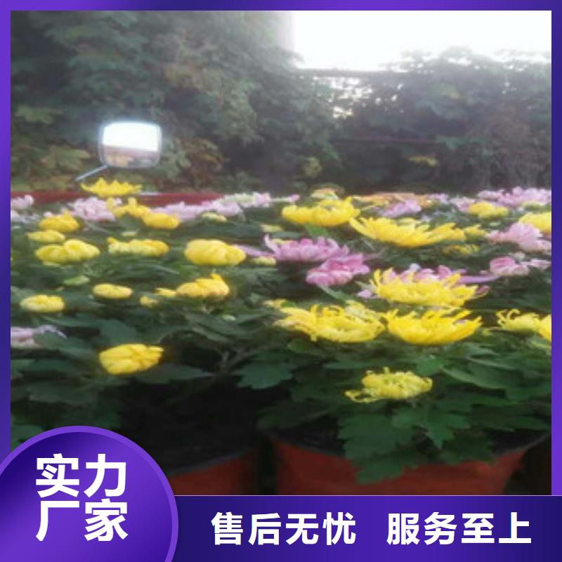 时令草花【鲁冰花/粉黛乱子草】快捷的物流配送